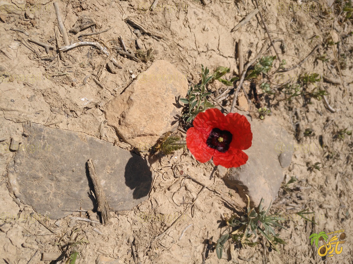 خشخاش هرز - گیاهان بومی ایران